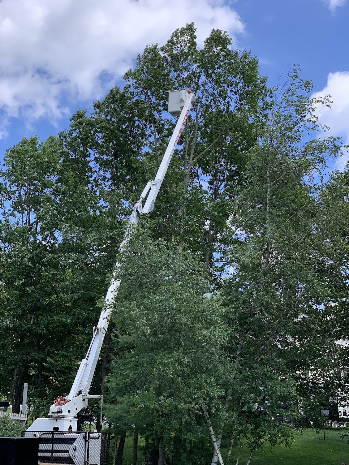 Bucket truck extended high for tree trimming