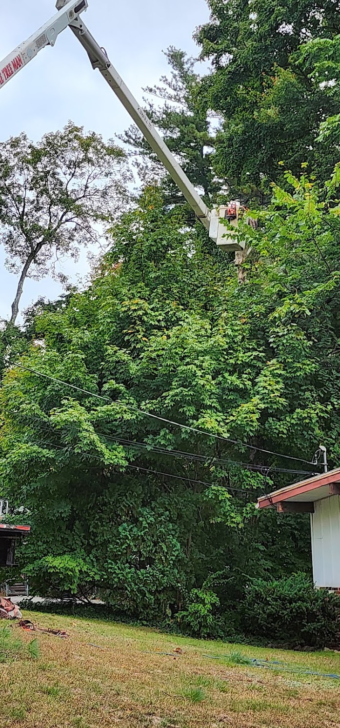 Bucket truck reaching into tall trees in summer