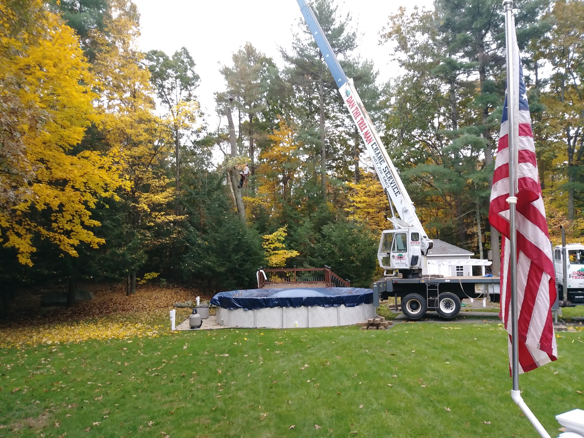 Crane service removing tall trees