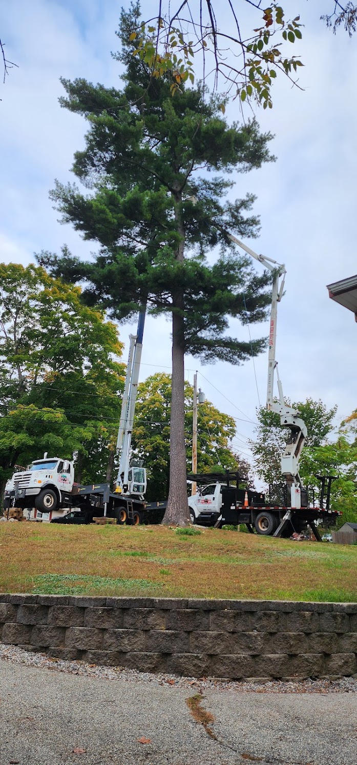 Crane and bucket truck working together on large tree removal